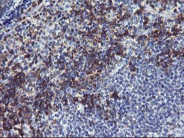 NMT2 Antibody (clone OTI1B4)