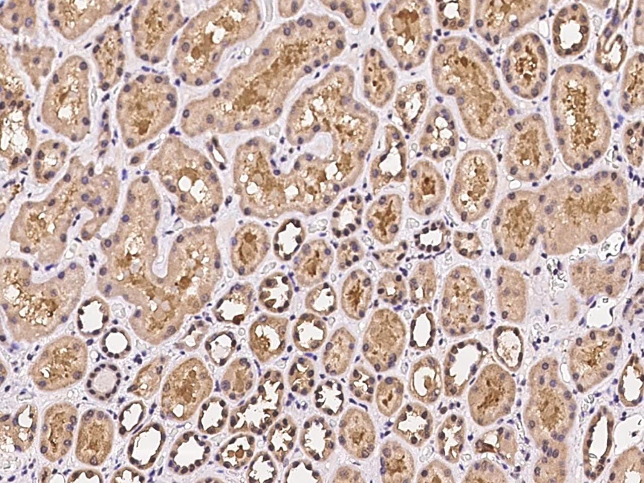 DAOA Antibody