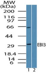 EBI3 / IL-27B Antibody (aa200-230)