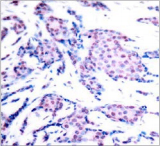 JUN / c-Jun Antibody