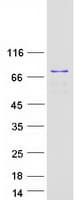Human CHGA / Chromogranin A Protein (Recombinant Myc-DDK (Flag))