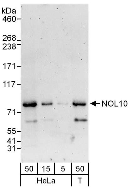 NOL10 Antibody (aa638-688)