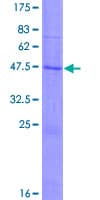 Human CLDN14 / Claudin 14 Protein (Recombinant GST)