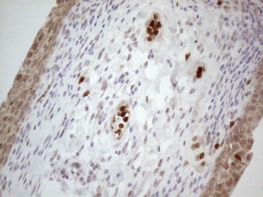 Monoclonal Mouse anti-Human SPATA22 Antibody (clone OTI6H9, IHC, WB)