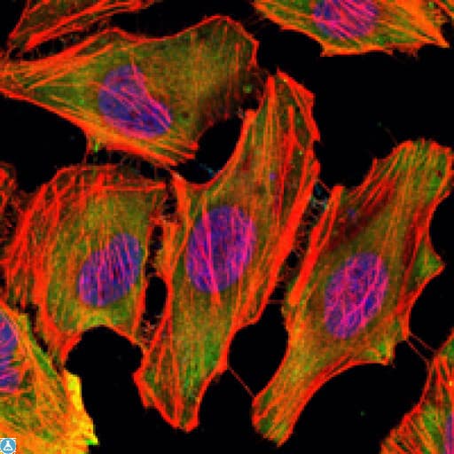 c-Src Kinase / CSK Antibody