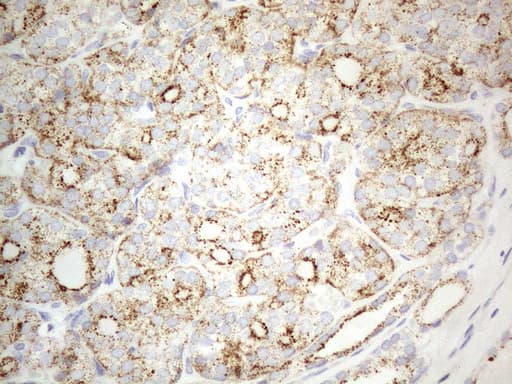 ZNF217 Antibody (aa730-1048, clone OTI2B4, Carrier-free)