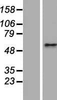 Human CEP63 Protein (Over-Expression Lysate Myc-DDK (Flag))