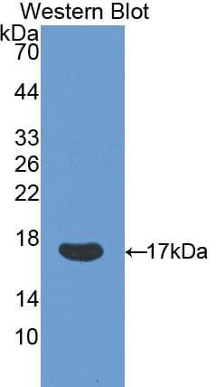 RNASE8 Antibody (aa19-154)