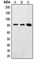 FASTKD2 Antibody (Internal)