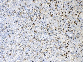 AIF1 / IBA1 Antibody