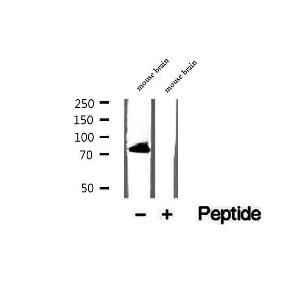 HBS1L Antibody