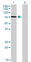 KIF2C / MCAK Antibody (clone 1G2)