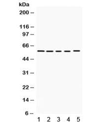KCNA3 / Kv1.3 Antibody