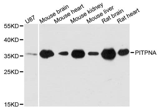 Polyclonal Rabbit anti-Human PITPNA Antibody (WB)