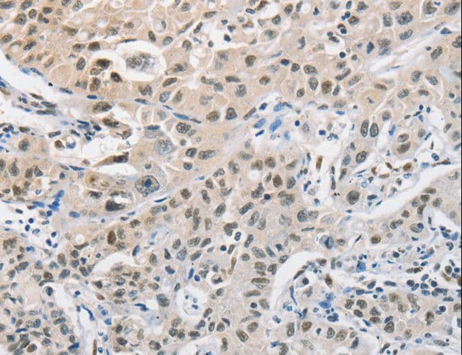 CDC27 Antibody