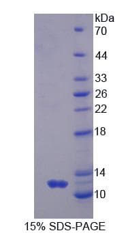 Human GNG2 Protein (Recombinant His, N-Terminal)