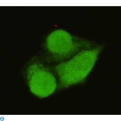 TFIIB Antibody