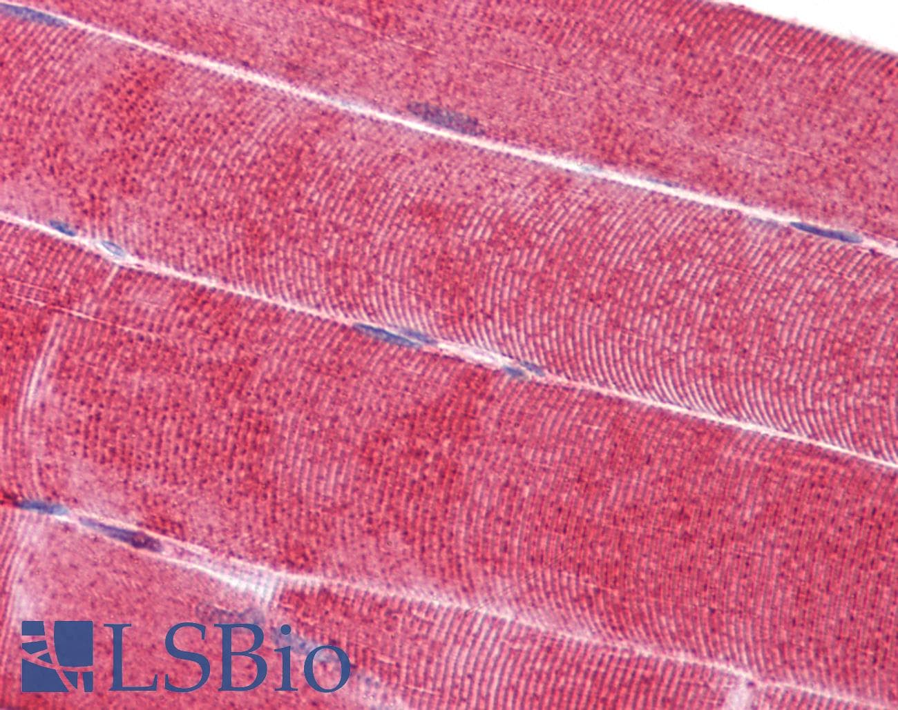 IHC-plus™ p66 / SHC Antibody (clone 3F4)