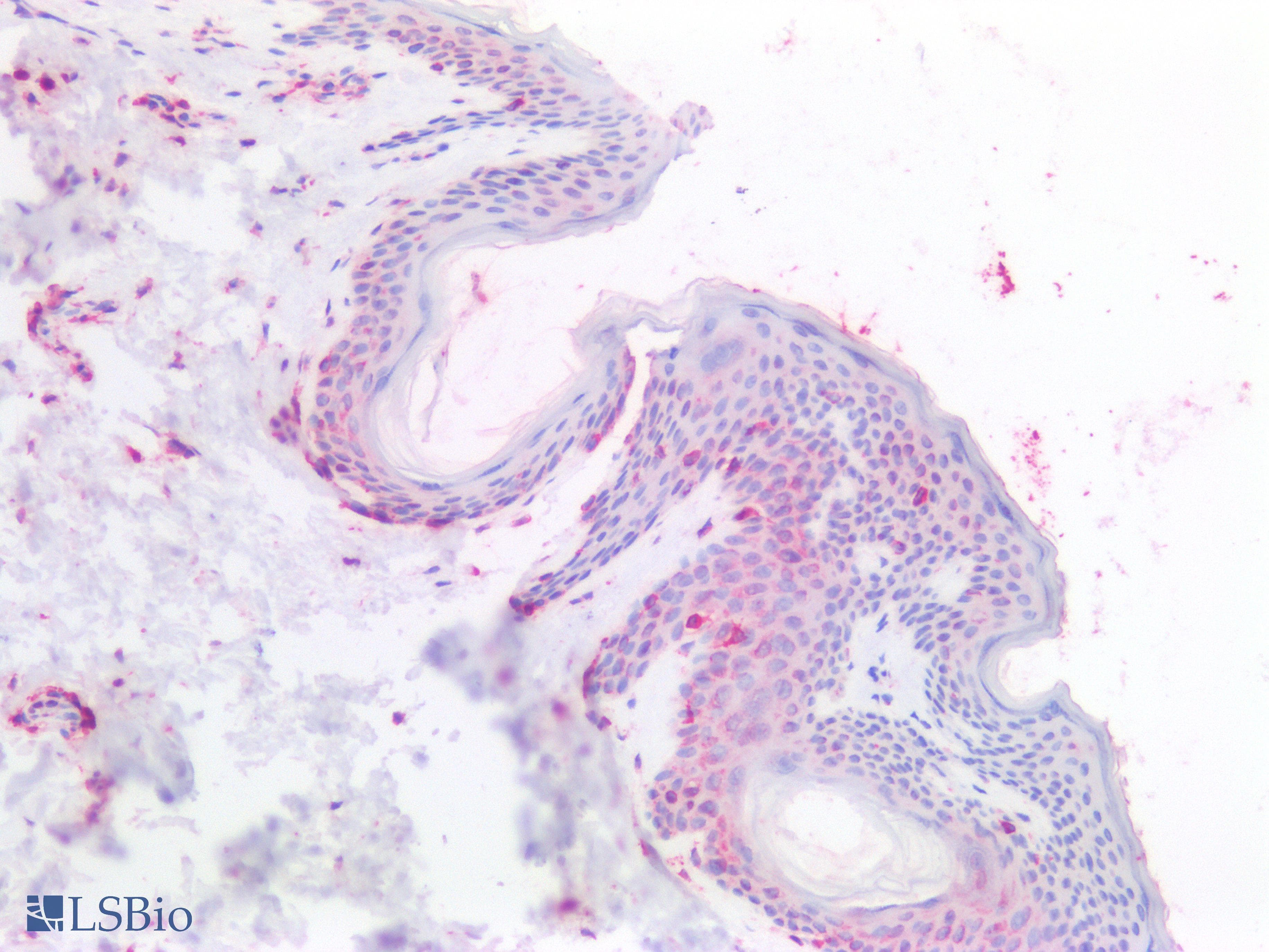 PathPlus™ Polyclonal Goat anti-Human CANX / Calnexin Antibody (C-Terminus, IHC, IF, WB)