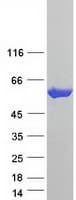 Human CCT5 / TCP1 Epsilon Protein (Recombinant Myc-DDK (Flag))