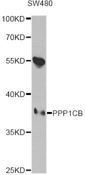 PPP1CB Antibody