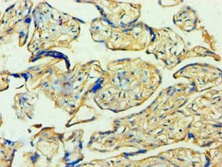 YWHAQ / 14-3-3 Theta Antibody (aa1-245)