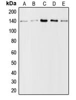 COL1A2 / Collagen I Alpha 2 Antibody (N-Terminus)