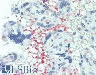 KLRC1 / NKG2A / CD159a Antibody (aa1-30)
