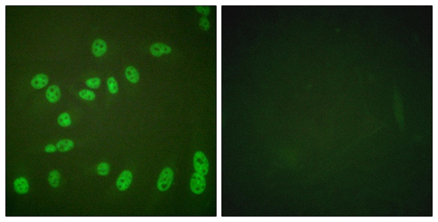 Polyclonal Rabbit anti-Human POLR2A / RNA polymerase II Antibody (phospho-Ser1619, IHC, IF, WB)