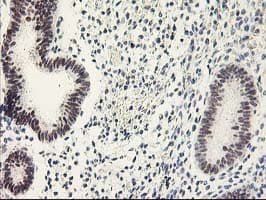 RAP74 / GTF2F1 Antibody (clone OTI4B10)