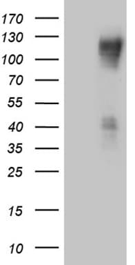 PODXL2 / Endoglycan Antibody (aa366-486, clone OTI3D6, Carrier-free)