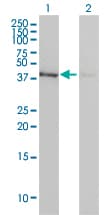 Monoclonal Mouse anti-Human ACTB / Beta Actin Antibody (clone 3G4-F9, WB)