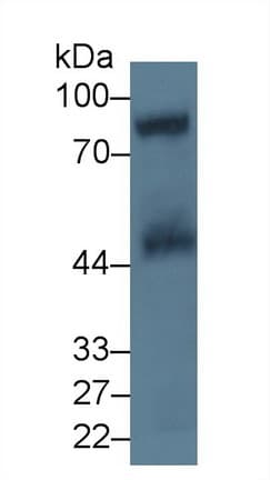 GPV / CD42d Antibody (aa17-242, APC)