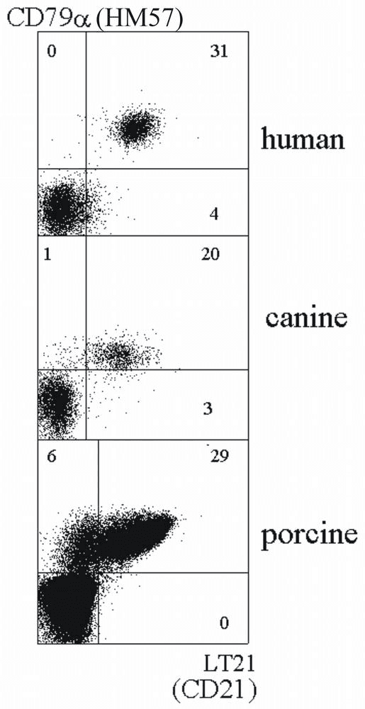 CR2 / CD21 Antibody (clone LT21)