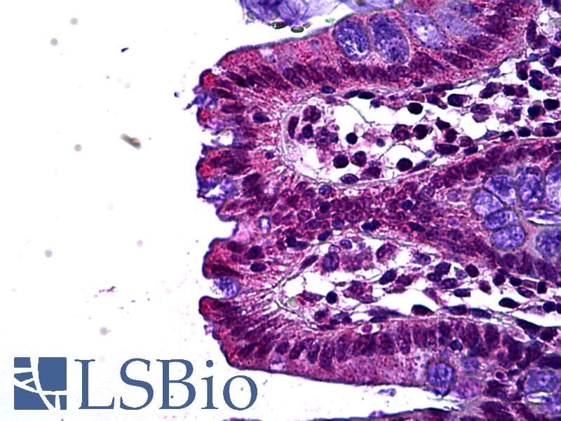 IHC-plus™ LEO1 Antibody (aa550-600)