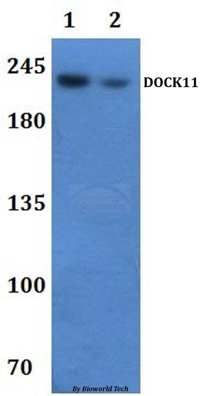 Polyclonal Rabbit anti-Human DOCK11 Antibody (WB)