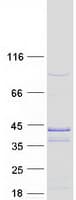 Human UBXN10 Protein (Recombinant Myc-DDK (Flag))