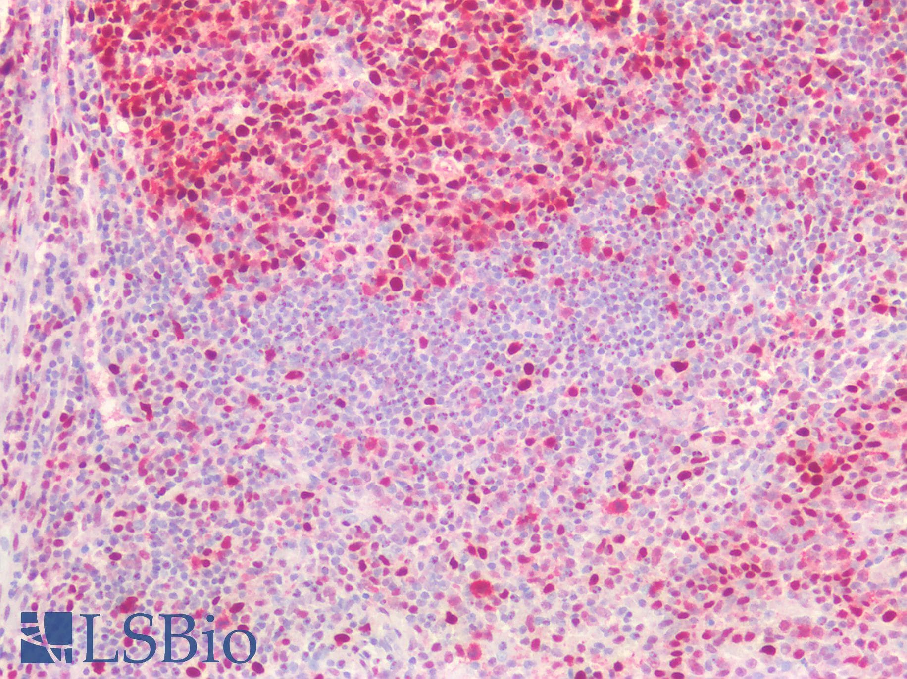 PathPlus™ PCNA Antibody (aa111-122)