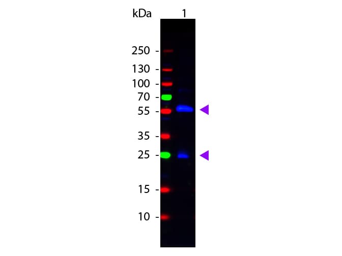 Biotin Antibody (FITC)