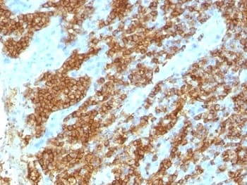 CD45RA Antibody (clone 111-1C5)
