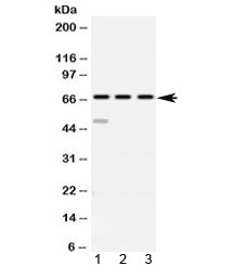 ABCE1 Antibody