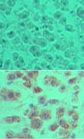 OTUD5 Antibody (aa550-600)