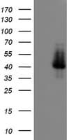 ELK3 / NET Antibody (clone OTI1H3)