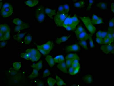 UBAP2L Antibody
