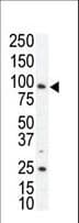 AXL Antibody (aa13-44)