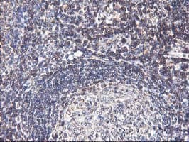 HMOX2 / Heme Oxygenase 2 Antibody (clone OTI1C2)