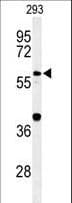 CDC45 Antibody (aa236-263)