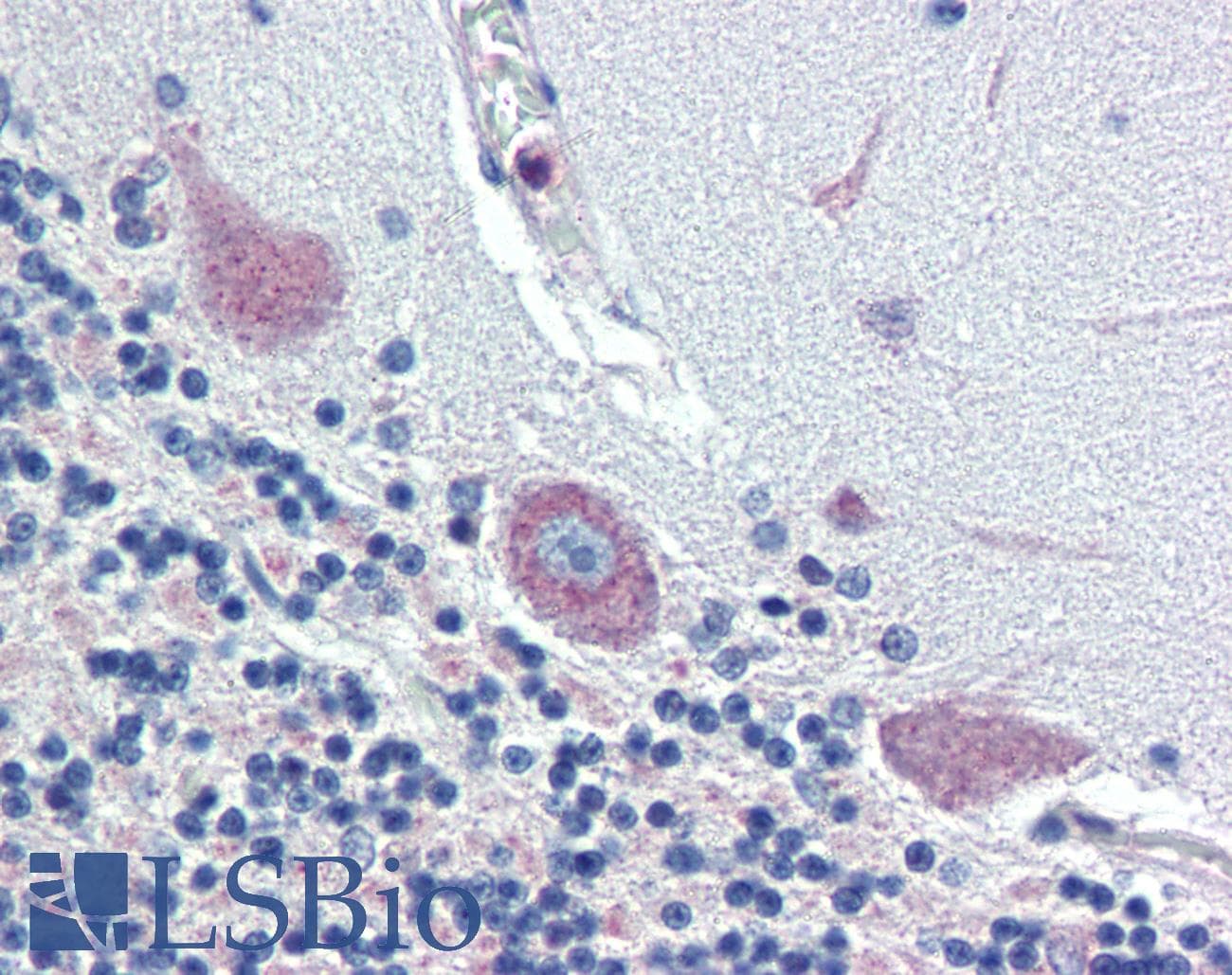 IHC-plus™ Polyclonal Rabbit anti-Human TGFB3 / TGF Beta3 Antibody (C-Terminus, IHC, WB)