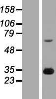 FGF14 Protein (Over-Expression Lysate Myc-DDK (Flag))