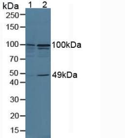TNIP2 / ABIN-2 Antibody (aa170-413)